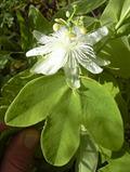 Passiflora subpeltata